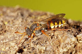 Nomada zonata / Binden-Wespenbiene / Apidae (Echte Bienen) / Ordnung: Hautflgler - Hymenoptera