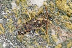 Nomioides minutissimus / Dnen-Steppenbiene / Schmal- / Furchenbienen - Halictidae - Nomioidinae / Ordnung: Hautflgler - Hymenoptera