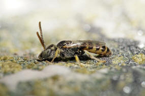 Nomioides minutissimus / Dnen-Steppenbiene / Schmal- / Furchenbienen - Halictidae - Nomioidinae / Ordnung: Hautflgler - Hymenoptera