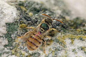 Nomioides minutissimus / Dnen-Steppenbiene / Schmal- / Furchenbienen - Halictidae - Nomioidinae / Ordnung: Hautflgler - Hymenoptera