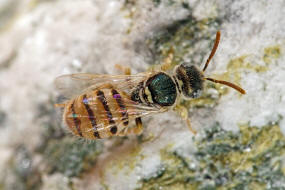 Nomioides minutissimus / Dnen-Steppenbiene / Schmal- / Furchenbienen - Halictidae - Nomioidinae / Ordnung: Hautflgler - Hymenoptera