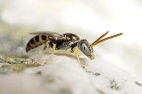 Nomioides minutissimus / Dnen-Steppenbiene / Schmal- / Furchenbienen - Halictidae - Nomioidinae / Ordnung: Hautflgler - Hymenoptera