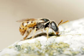 Nomioides minutissimus / Dnen-Steppenbiene / Schmal- / Furchenbienen - Halictidae - Nomioidinae / Ordnung: Hautflgler - Hymenoptera