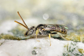 Nomioides minutissimus / Dnen-Steppenbiene / Schmal- / Furchenbienen - Halictidae - Nomioidinae / Ordnung: Hautflgler - Hymenoptera