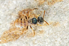 Nomioides minutissimus / Dnen-Steppenbiene / Schmal- / Furchenbienen - Halictidae - Nomioidinae / Ordnung: Hautflgler - Hymenoptera