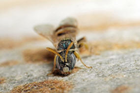 Nomioides minutissimus / Dnen-Steppenbiene / Schmal- / Furchenbienen - Halictidae - Nomioidinae / Ordnung: Hautflgler - Hymenoptera