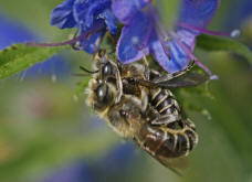 Hoplitis adunca / Natternkopf-Mauerbiene / Megachilinae ("Blattschneiderbienenartige")