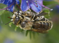 Hoplitis adunca / Natternkopf-Mauerbiene / Megachilinae ("Blattschneiderbienenartige")