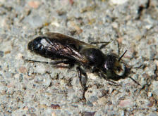 Hoplitis adunca / Natternkopf-Mauerbiene / Megachilinae ("Blattschneiderbienenartige")