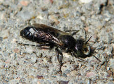 Hoplitis adunca / Natternkopf-Mauerbiene / Megachilinae ("Blattschneiderbienenartige")