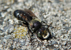 Hoplitis adunca / Natternkopf-Mauerbiene / Megachilinae ("Blattschneiderbienenartige")