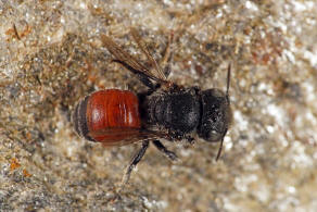 Osmia andrenoides / Rote Schneckenhausbiene / Megachilidae - Blattschneiderbienenartige / Hautflgler - Hymenoptera