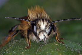 Osmia bicornis / Rote Mauerbiene (syn. Osmia rufa) / Megachilinae ("Blattschneiderbienenartige")