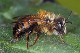 Osmia bicornis / Rote Mauerbiene (syn. Osmia rufa) / Megachilinae ("Blattschneiderbienenartige")