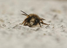 Osmia bicornis / Rote Mauerbiene (syn. Osmia rufa) / Megachilinae ("Blattschneiderbienenartige")