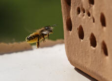 Osmia bicornis / Rote Mauerbiene (syn. Osmia rufa) / Megachilinae ("Blattschneiderbienenartige")