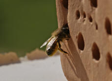 Osmia bicornis / Rote Mauerbiene (syn. Osmia rufa) / Megachilinae ("Blattschneiderbienenartige")