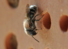 Osmia caerulescens / Blaugrüne Mauerbiene / Megachilinae ("Blattschneiderbienenartige") / Hautflügler - Hymenoptera