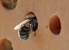 Osmia caerulescens / Blaugrne Mauerbiene / Megachilinae ("Blattschneiderbienenartige") / Hautflgler - Hymenoptera