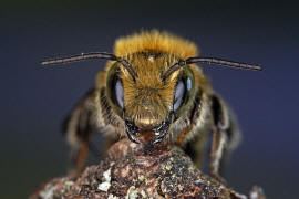 Osmia caerulescens (Männchen) / Blaugrüne Mauerbiene / Megachilinae ("Blattschneiderbienenartige") / Hautflügler - Hymenoptera
