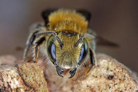 Osmia caerulescens (Männchen) / Blaugrüne Mauerbiene / Megachilinae ("Blattschneiderbienenartige") / Hautflügler - Hymenoptera