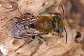 Osmia caerulescens (Männchen) / Blaugrüne Mauerbiene / Megachilinae ("Blattschneiderbienenartige") / Hautflügler - Hymenoptera