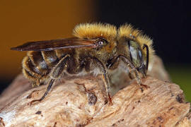 Osmia caerulescens (Männchen) / Blaugrüne Mauerbiene / Megachilinae ("Blattschneiderbienenartige") / Hautflügler - Hymenoptera