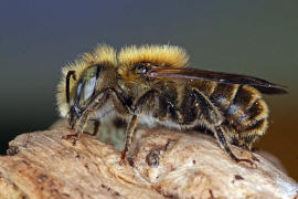Osmia caerulescens (Männchen) / Blaugrüne Mauerbiene / Megachilinae ("Blattschneiderbienenartige") / Hautflügler - Hymenoptera
