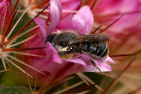 Osmia caerulescens / Blaugrüne Mauerbiene / Megachilinae ("Blattschneiderbienenartige") / Hautflügler - Hymenoptera
