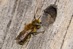 Osmia caerulescens / Blaugrüne Mauerbiene / Megachilinae ("Blattschneiderbienenartige") / Hautflügler - Hymenoptera