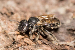 Hoplitis claviventris (syn. Osmia claviventris) / Gelbspornige Stngelbiene / Megachilinae ("Blattschneiderbienenartige") / Hautflgler - Hymenoptera