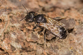 Hoplitis claviventris (syn. Osmia claviventris) / Gelbspornige Stngelbiene / Megachilinae ("Blattschneiderbienenartige") / Hautflgler - Hymenoptera