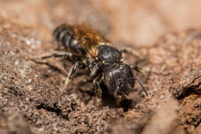 Hoplitis claviventris (syn. Osmia claviventris) / Gelbspornige Stngelbiene / Megachilinae ("Blattschneiderbienenartige") / Hautflgler - Hymenoptera