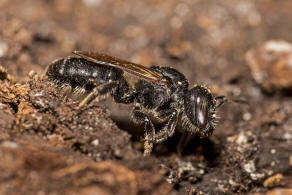 Hoplitis claviventris (syn. Osmia claviventris) / Gelbspornige Stngelbiene / Megachilinae ("Blattschneiderbienenartige") / Hautflgler - Hymenoptera