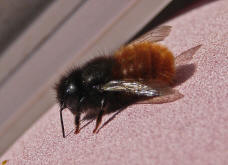 Osmia cornuta / Gehörnte Mauerbiene / Megachilinae ("Blattschneiderbienenartige")