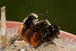 Osmia cornuta / Gehörnte Mauerbiene / Megachilinae ("Blattschneiderbienenartige")