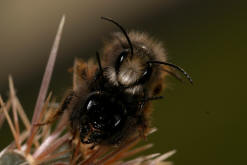 Osmia cornuta / Gehrnte Mauerbiene / Megachilinae ("Blattschneiderbienenartige")