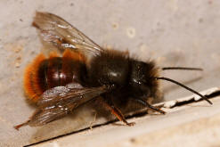 Osmia cornuta / Gehrnte Mauerbiene / Megachilinae ("Blattschneiderbienenartige")