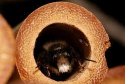 Osmia cornuta / Gehörnte Mauerbiene / Megachilinae ("Blattschneiderbienenartige")