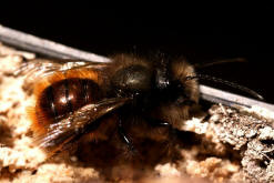 Osmia cornuta / Gehrnte Mauerbiene / Megachilinae ("Blattschneiderbienenartige")