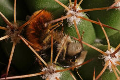 Osmia cornuta / Gehrnte Mauerbiene / Megachilinae ("Blattschneiderbienenartige")