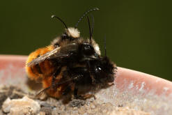 Osmia cornuta / Gehrnte Mauerbiene / Megachilinae ("Blattschneiderbienenartige")