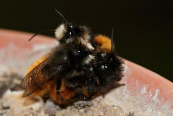 Osmia cornuta / Gehrnte Mauerbiene / Megachilinae ("Blattschneiderbienenartige")