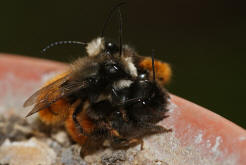 Osmia cornuta / Gehrnte Mauerbiene / Megachilinae ("Blattschneiderbienenartige")