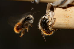 Osmia cornuta / Gehörnte Mauerbiene / Megachilinae ("Blattschneiderbienenartige")