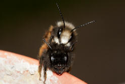 Osmia cornuta / Gehrnte Mauerbiene / Megachilinae ("Blattschneiderbienenartige")