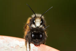 Osmia cornuta / Gehrnte Mauerbiene / Megachilinae ("Blattschneiderbienenartige")