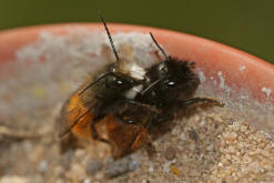 Osmia cornuta / Gehrnte Mauerbiene / Megachilinae ("Blattschneiderbienenartige")