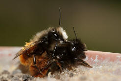 Osmia cornuta / Gehrnte Mauerbiene / Megachilinae ("Blattschneiderbienenartige")