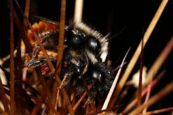 Osmia cornuta / Gehrnte Mauerbiene / Megachilinae ("Blattschneiderbienenartige")